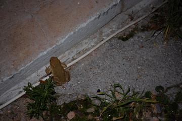 little frog out on a walk