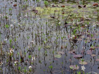 Partial view of a pond with many different aquatic plants in spring, some are already blooming with small white flowers