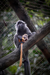 The lutungs are a group of Old World monkeys and make up the entirety of the genus Trachypithecus