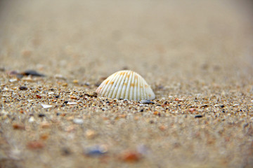 shell