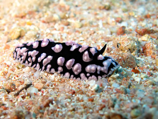 Pustulose wart slug (Phyllidia varicosa). Taking in Red Sea, Egypt.