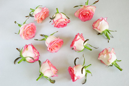 Beautiful pink roses blossom lay on gray background, roser texture, closeup