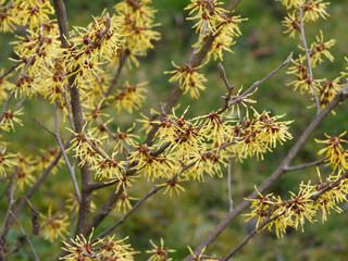 (Hamamelis mollis) Chinesische Zaubernuss