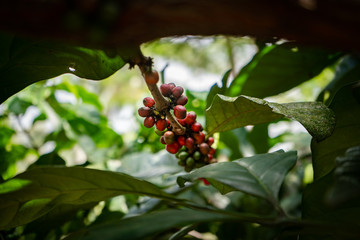 red and green arabica coffee berries on a branch