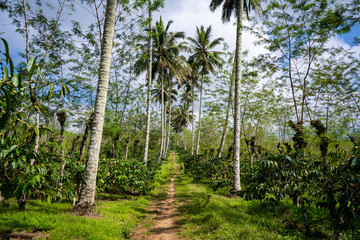 path through a plantage with palms