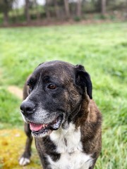 perro mastin mirando al oriconte en un campo de cesped