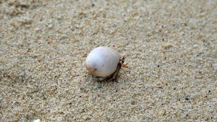 Hermit crab on a fine sandy beach on Koh lipe in Thailand