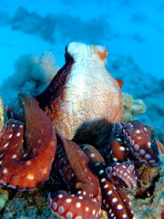 Reef Octopus(Octopus cyaneus). Taking in Red Sea, Egypt.