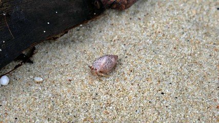 Hermit crab on a fine sandy beach on Koh lipe in Thailand
