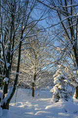 Fototapeta premium Winter im Garten