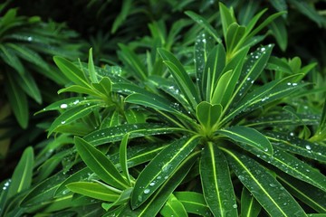 green water droplets on plant