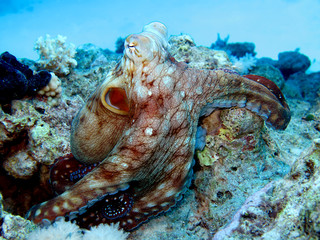 Reef Octopus(Octopus cyaneus). Taking in Red Sea, Egypt.