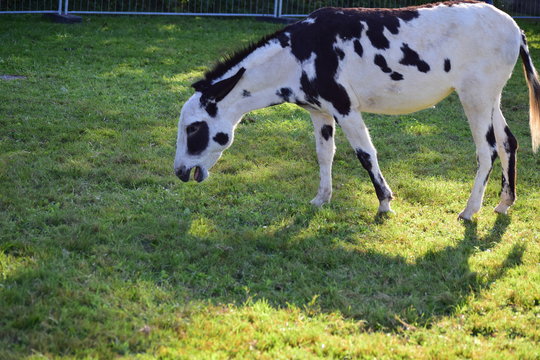 Gescheckter Esel beim fressen auf der Wiese