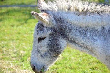 Esel grau weiss steht müde auf der Wiese
