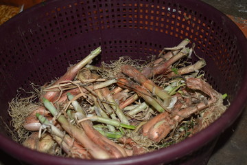 onions in a bucket