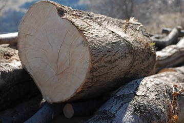 Pile of wood loggs stored outside