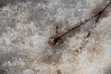 Dry flower in icy snow