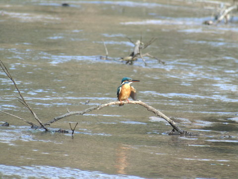 Common Kingfisher at stream in India