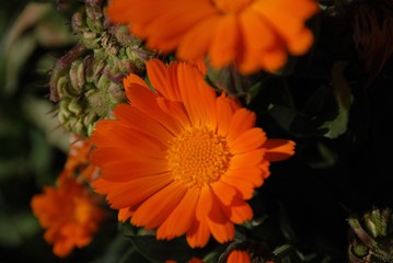 Wild marigold orange flowers close up