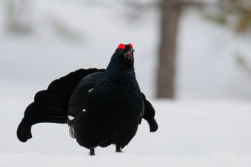Black grouse make courtship display, sweden