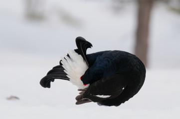 Black grouse make courtship display, sweden