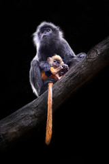 The lutungs are a group of Old World monkeys and make up the entirety of the genus Trachypithecus
