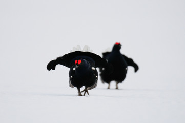 Black grouse make courtship display, sweden