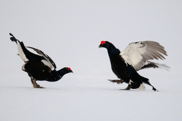 Black grouse cock fighting on the snow, sweden