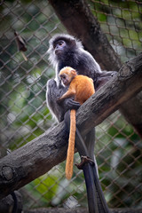 The lutungs are a group of Old World monkeys and make up the entirety of the genus Trachypithecus