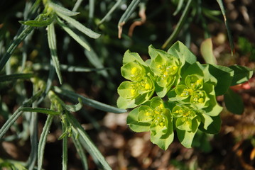 Wartweed wild flowers close up