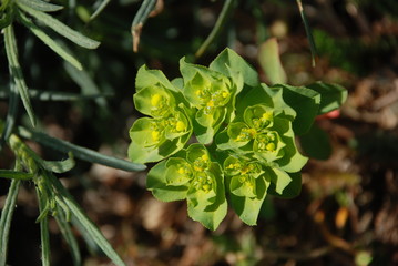 Wartweed wild flowers close up