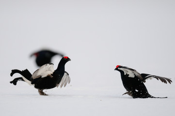 Black grouse cock fighting on the snow, sweden