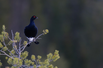 Black grouse make courtship display, sweden