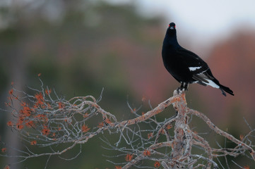 Black grouse make courtship display, sweden