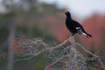 Black grouse make courtship display, sweden