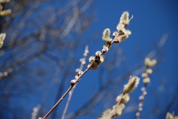 Goat willow early bloom close up