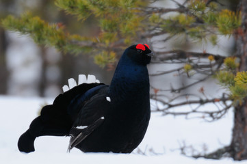 Black grouse make courtship display, sweden