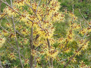 Chinesische Zaubernuss (Hamamelis mollis) ein kleiner Zierstrauch mit schöner gelber Blütenstand an grauen kahl Zweigen im Spätwinter