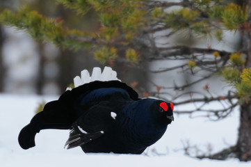 Black grouse make courtship display on snow in swedish forest, spring, sweden, (tetrao tetrix)