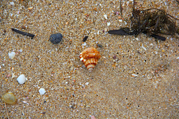 Shell