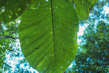 Parque Villa Velha - vegetação 