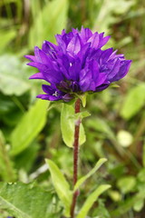 Gewöhnliche Knäuel- Glockenblume, Campanula glomerata ssp. glomerata