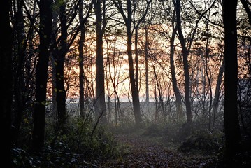 Obraz premium mist sunset forest autumn