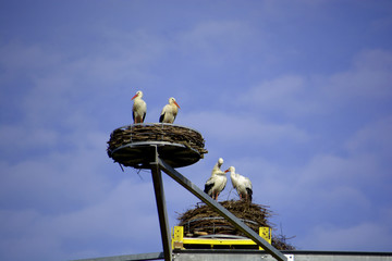 courtship couples of ciconia ciconia in the branch nest, group of wihite stork in the nest on a...