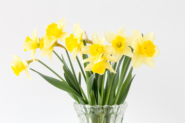 Bright studio shot of a bunch of blossoming daffodils isolated on white background