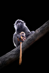 The lutungs are a group of Old World monkeys and make up the entirety of the genus Trachypithecus