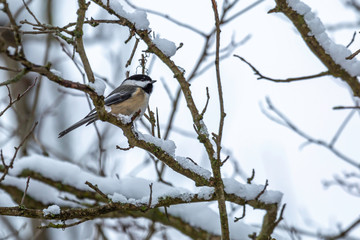Fototapeta premium Black-capped Chickadee resting