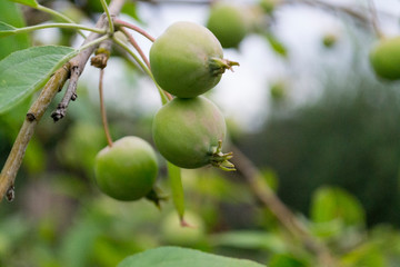 Green apples on a tree with green blurred garden as a background.