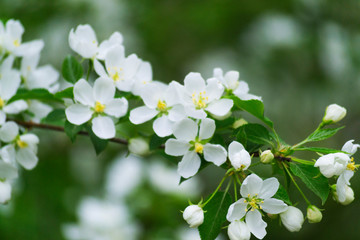 White apple blossom in spring on a green background. Blurred background.