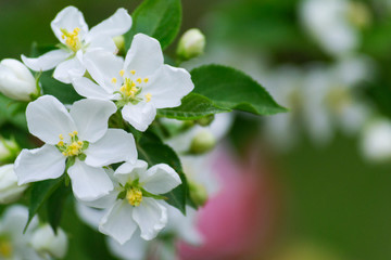 Obraz na płótnie Canvas White apple blossom in spring on a green background. Blurred background.
